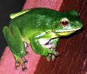 madfrogger's avatar