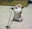 Hamster's avatar