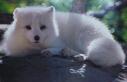 Whitefox's avatar