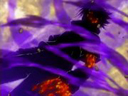 Arashicage's avatar