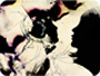 Teifi's avatar