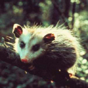 CrazyOPOSSUM's avatar