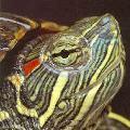 LeGeNdArYTuRtLe's avatar