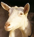 DevinS's avatar