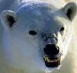 IceBear6666's avatar