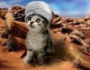 Desert Kitty's avatar