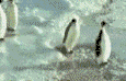 The_Bibel's avatar