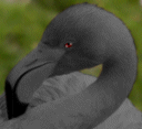 Dark Flamingo's avatar