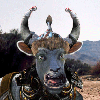 harel's avatar