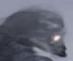 FrozenHope's avatar