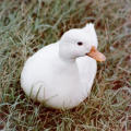 mr.moo222's avatar